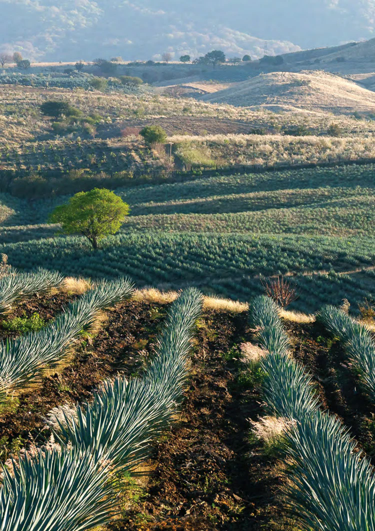 Cánh đồng cây thùa xanh