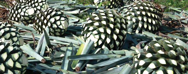 Cây thùa được thu hoạch